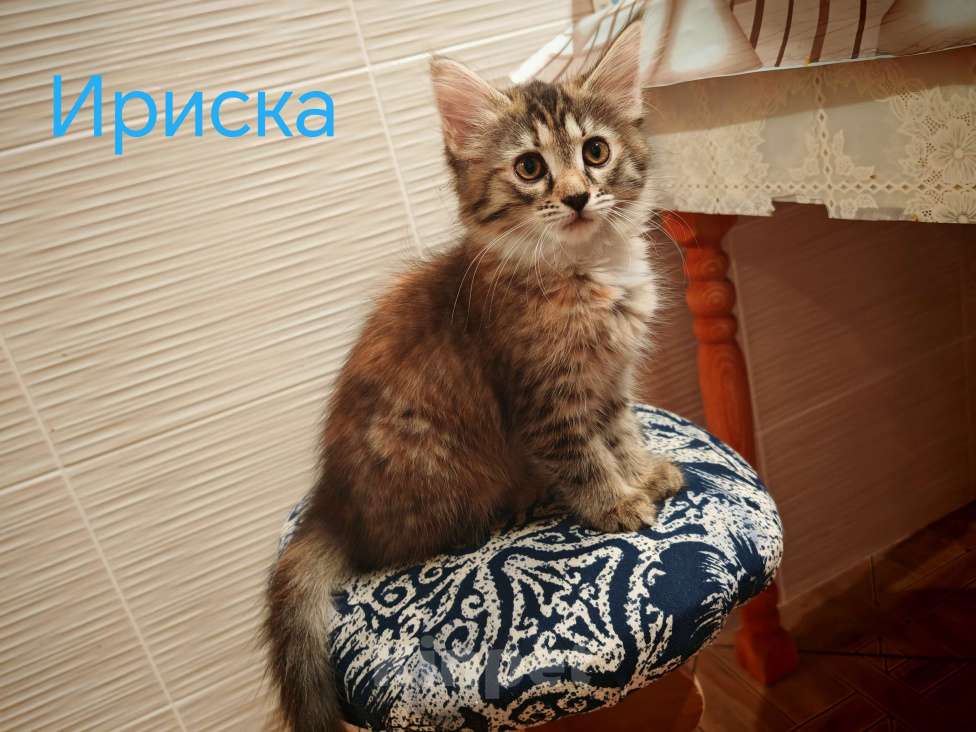 Кошки в Уфе: Ириска Девочка, Бесплатно - фото 5