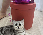 Кошки в Магнитогорске: Милая кошечка Девочка, Бесплатно - фото 4