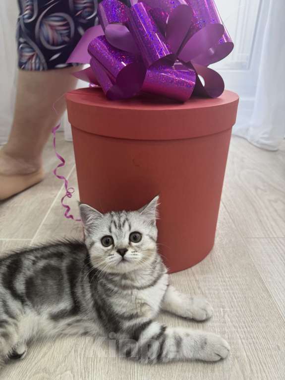 Кошки в Магнитогорске: Милая кошечка Девочка, Бесплатно - фото 4