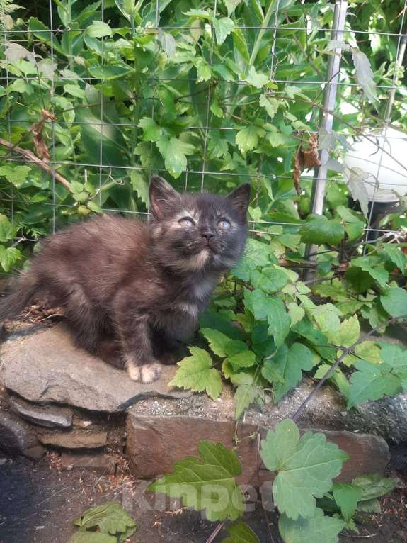 Кошки в Таганроге: В добрые руки Мальчик, Бесплатно - фото 6