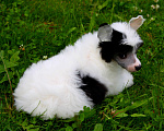 Собаки в Люберцах: Маленькое облачко Велюр Мальчик, Бесплатно - фото 4