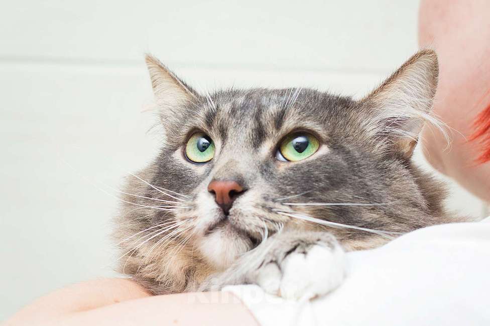 Кошки в Москве: Ласковый и нежный зверь Мальчик, Бесплатно - фото 2