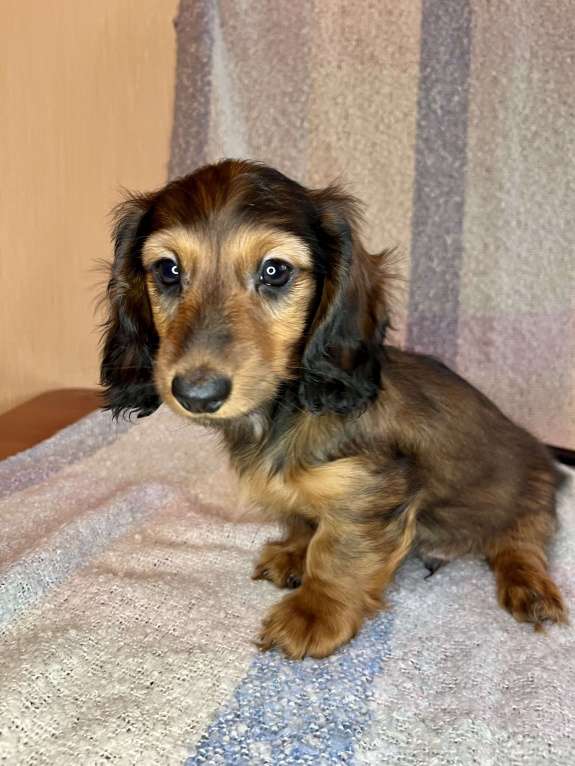 Собаки в Москве: Рыжий мальчик длинношерстной таксы Мальчик, 50 000 руб. - фото 3