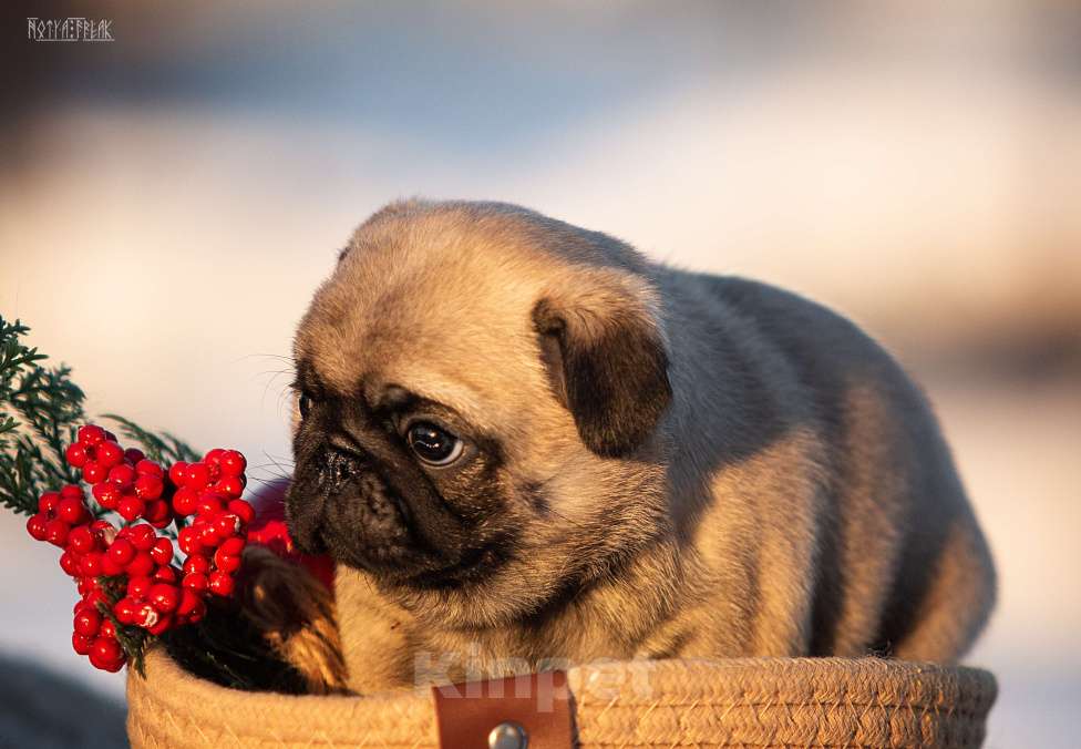 Собаки в других городах Московской области: Щенки мопса Девочка, 70 000 руб. - фото 4