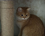 Кошки в Люберцах: Шотландские котята Мальчик, Бесплатно - фото 1