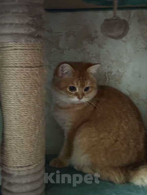 Кошки в Люберцах: Шотландские котята Мальчик, Бесплатно - фото 1