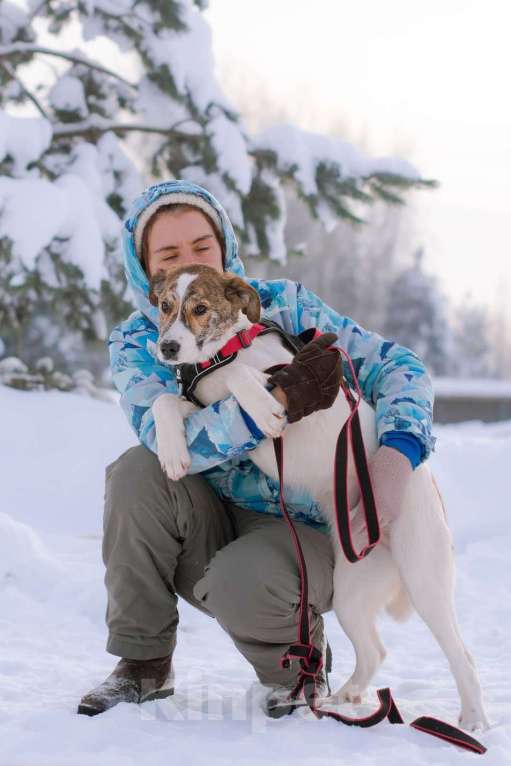 Собаки в Москве: Ищет дом маленькая белая принцесса Девочка, Бесплатно - фото 4