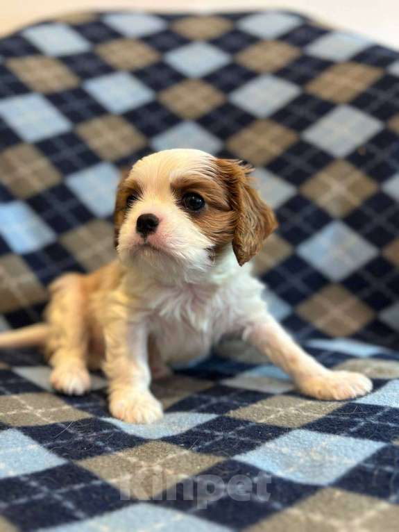 Собаки в Санкт-Петербурге: Кавалер кинг чарльз спаниель Мальчик, Бесплатно - фото 1