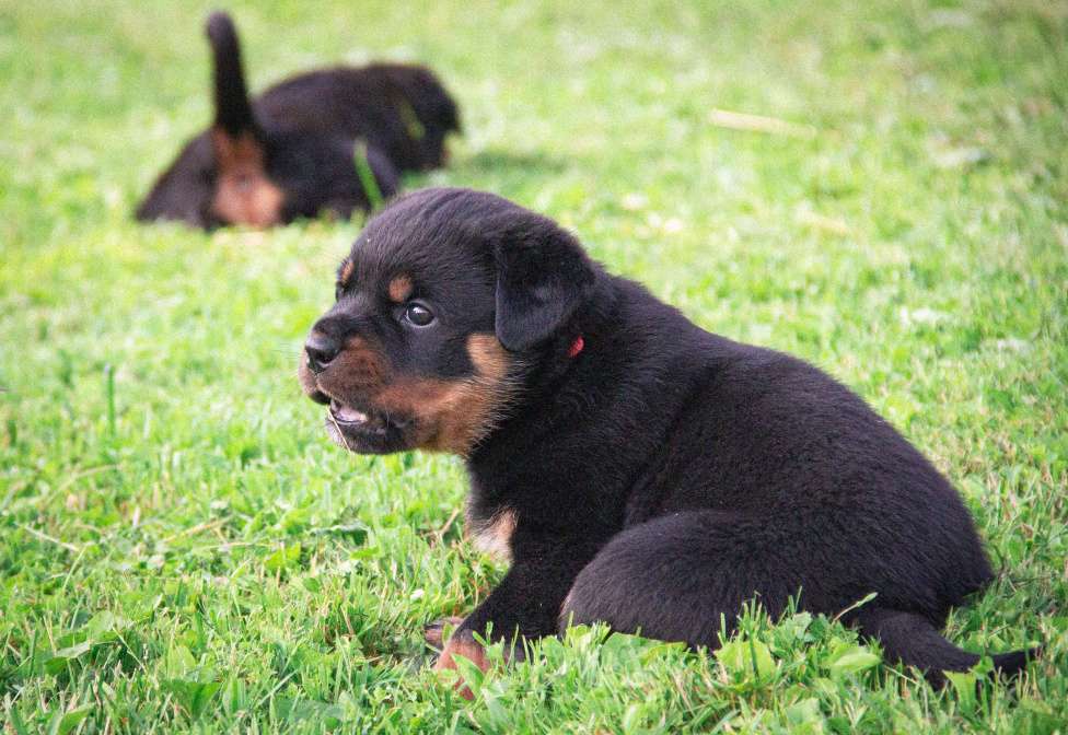 Собаки в Смоленске: Звезда Давида Броня Девочка, 120 000 руб. - фото 9