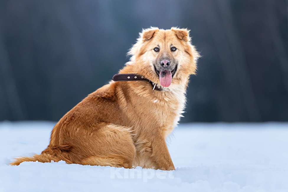 Собаки в Клине: Дюшес — очень дружелюбный пёс Мальчик, Бесплатно - фото 5