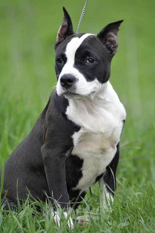 Собаки в Краснодаре: Девочка амстаффа с документами РКФ Девочка, 50 000 руб. - фото 4