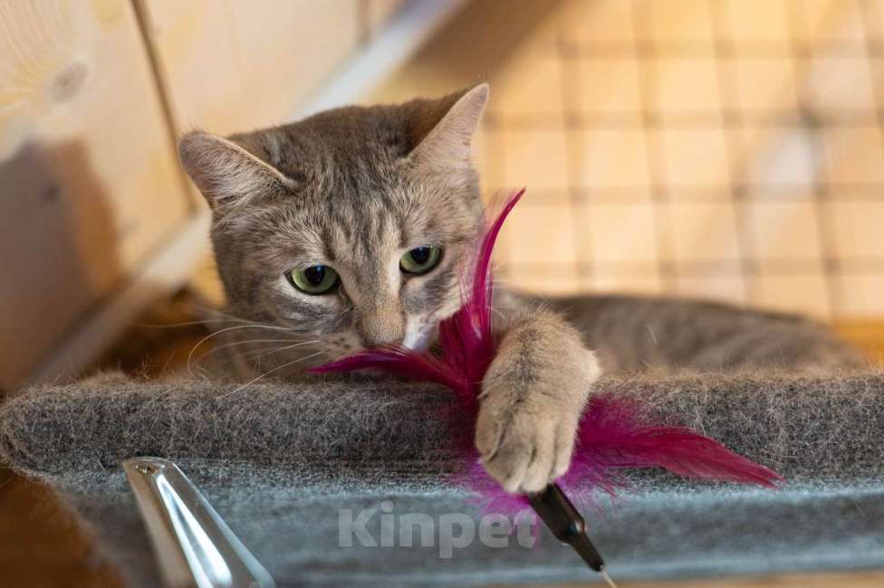 Кошки в Москве: Лапочка ищет дом! Девочка, Бесплатно - фото 6