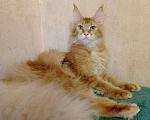 Кошки в Усинске: Кошка мейнкун d 25, 40 000 руб. - фото 1