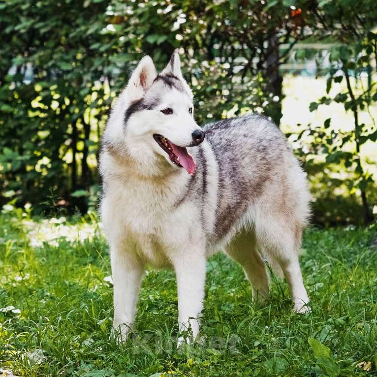 Собаки в Москве: Эмми ждет свою семью Девочка, Бесплатно - фото 10