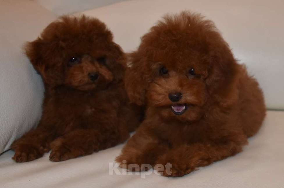 Собаки в Москве: Шикарная девочка РКФ, Влада Девочка, 150 000 руб. - фото 3