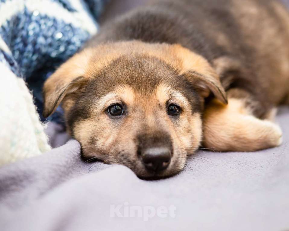 Собаки в других городах Ленинградской области: Щенки в добрые руки  Мальчик, Бесплатно - фото 3