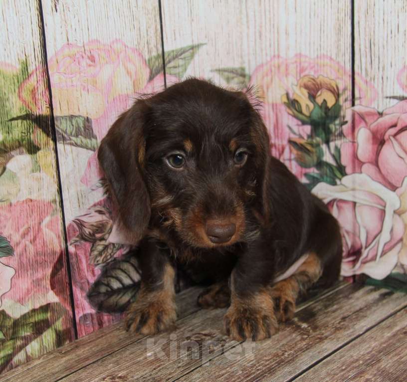 Собаки в Москве: Жесткошерстная такса Мальчик, 45 000 руб. - фото 4