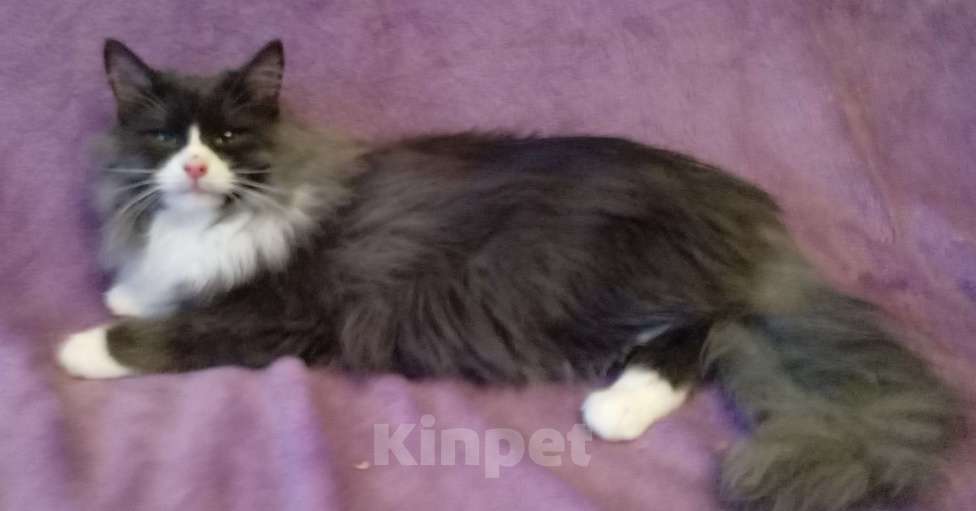 Кошки в Москве: Серый с белым сибирский котик Мальчик, Бесплатно - фото 4