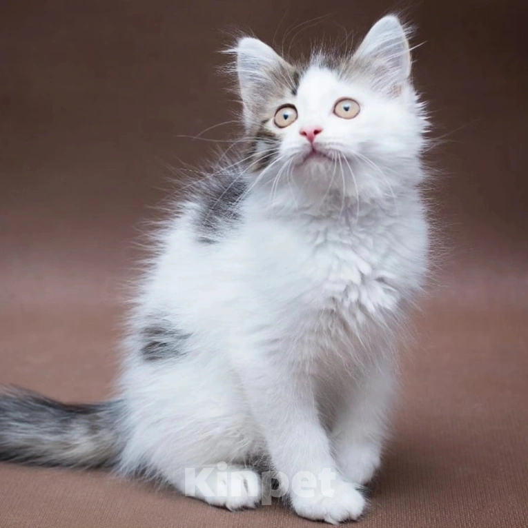 Кошки в Москве: Пушистый котенок Зайчик мечтает стать домашним Мальчик, Бесплатно - фото 5