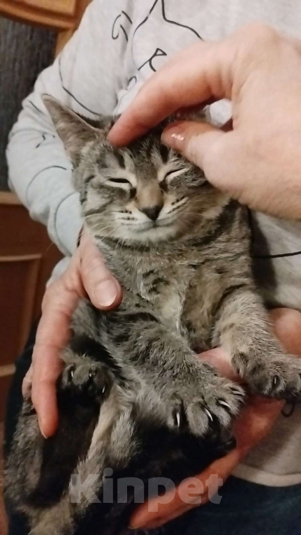 Кошки в Санкт-Петербурге: Малютка Томочка Девочка, Бесплатно - фото 4