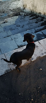 Иркутск-2. Нашёлся пёс в красном ошейнике.