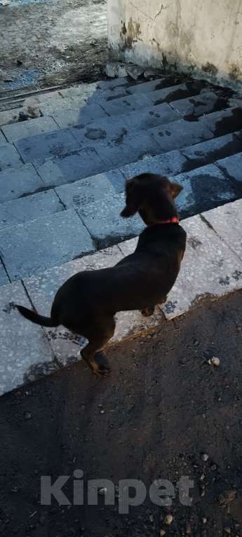 Собаки в Иркутске: Иркутск-2. Нашёлся пёс в красном ошейнике. Мальчик, Бесплатно - фото 1