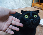 Кошки в Москве: Отдам кошку в добрые руки Девочка, Бесплатно - фото 3