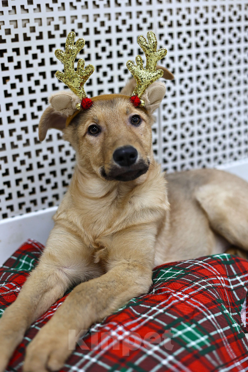 Собаки в Москве: Щенки бесплатно в Москве Девочка, Бесплатно - фото 3