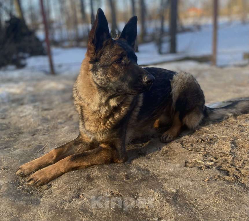 Собаки в Звенигороде: Подрощенная зонарная сука Девочка, Бесплатно - фото 2