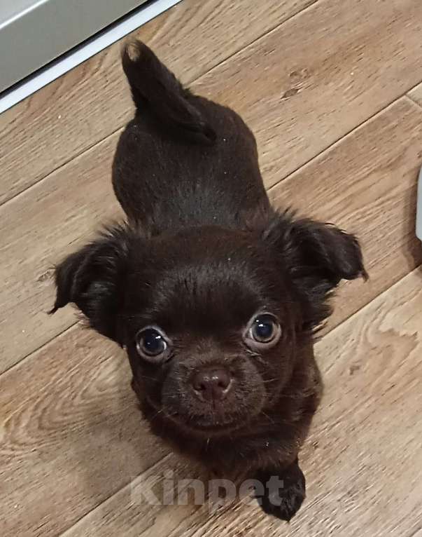 Собаки в Самаре: Чихуахуа шоколадные щенки Мальчик, 45 000 руб. - фото 2