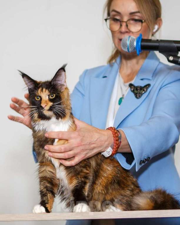 Кошки в Бору: Котенок мэйн кун, девочка Девочка, 40 000 руб. - фото 6