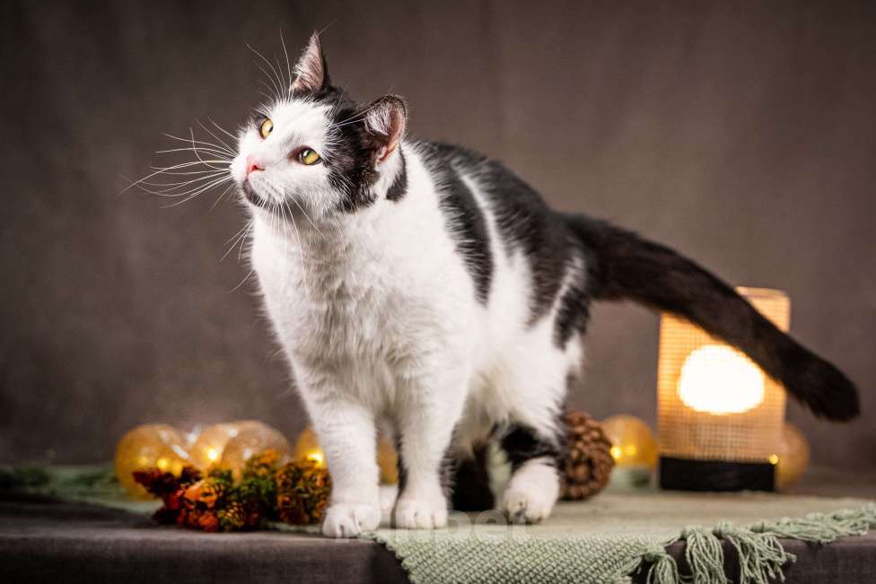 Кошки в Клине: Фунтик — котик с мягким характером Мальчик, Бесплатно - фото 5