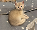 Кошки в Москве: Котенок британский девочка Девочка, 18 000 руб. - фото 5