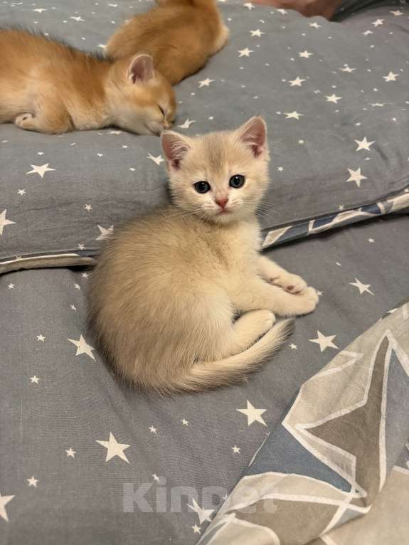Кошки в Москве: Котенок британский девочка Девочка, 18 000 руб. - фото 5