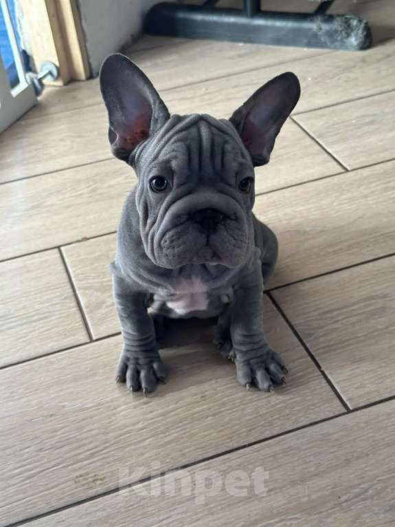 Собаки в других городах Воронежской области: Маленькие звёзды ждут своих звёздных родителей!!! Мальчик, Бесплатно - фото 2