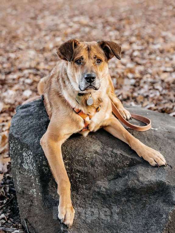 Собаки в Москве: Солнечный пес-компаньон Джек ищет дом Мальчик, Бесплатно - фото 3