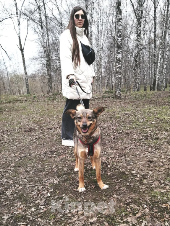 Собаки в Москве: Пеппи Длинныйчулок Девочка, 10 руб. - фото 7