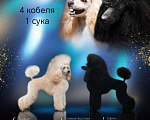 Собаки в Котельнике: Пудель с документами РКФ Разнополые, Бесплатно - фото 1