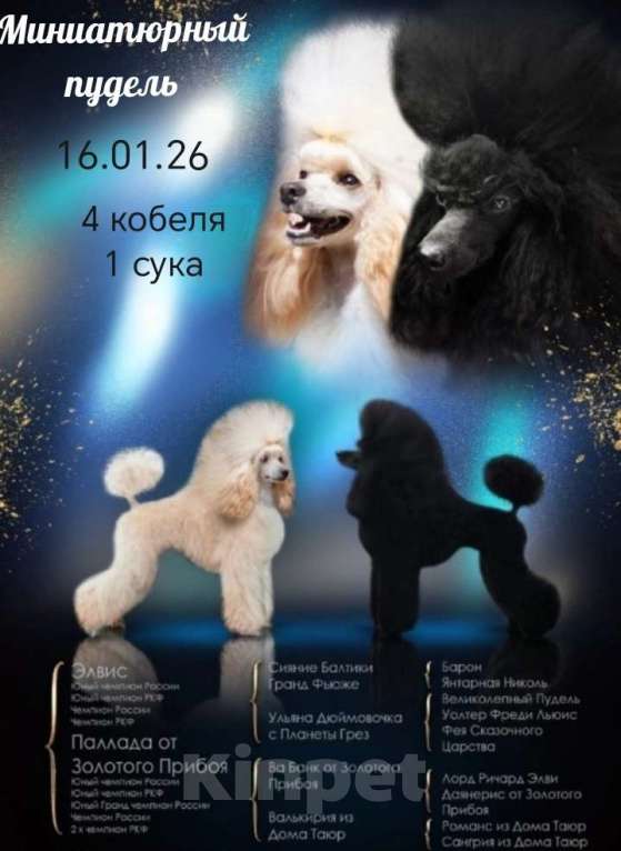 Собаки в Котельнике: Пудель с документами РКФ Разнополые, Бесплатно - фото 1