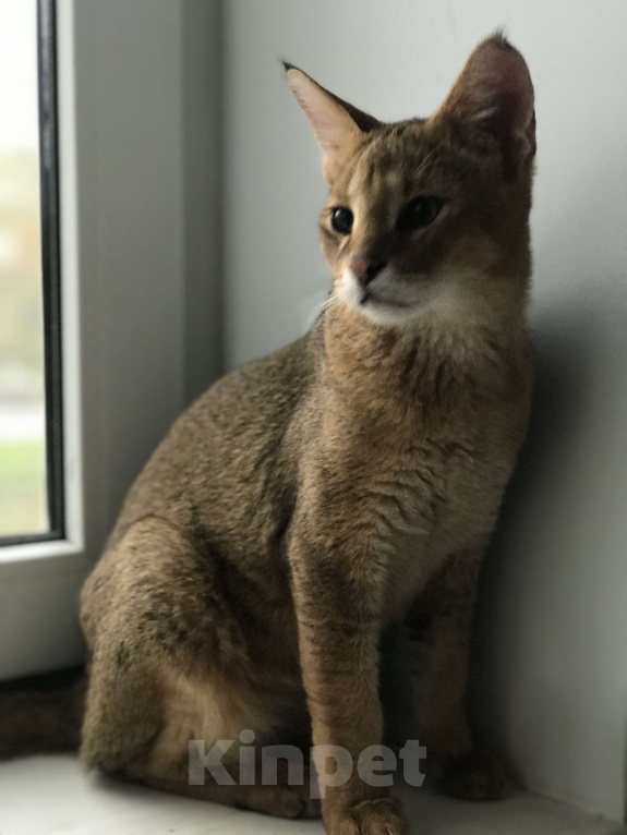 Кошки в Магнитогорске: Мальчишка сын камыша Мальчик, 60 000 руб. - фото 2