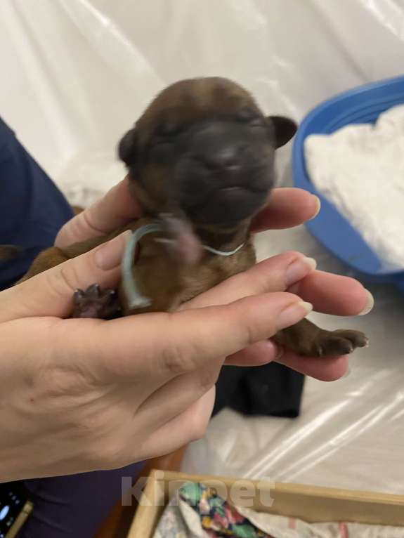 Собаки в Котельнике: Щенки терьера   Лисии и Антуана Мальчик, 80 000 руб. - фото 3