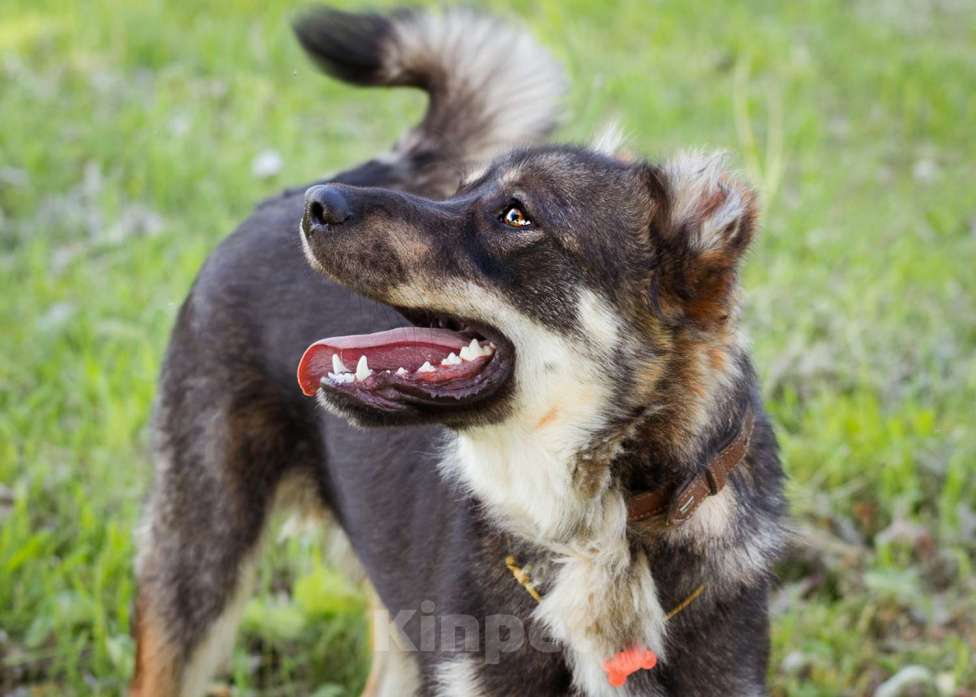 Собаки в Москве: Пёс, избежавший усыпления ищет дом! Мальчик, Бесплатно - фото 3