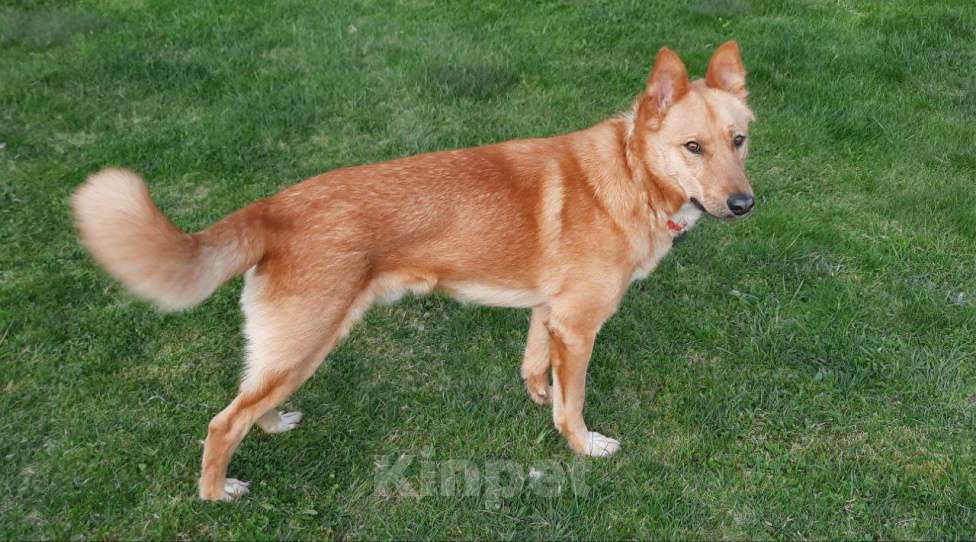 Собаки в других городах Московской области: Собака в добрые руки Мальчик, Бесплатно - фото 5