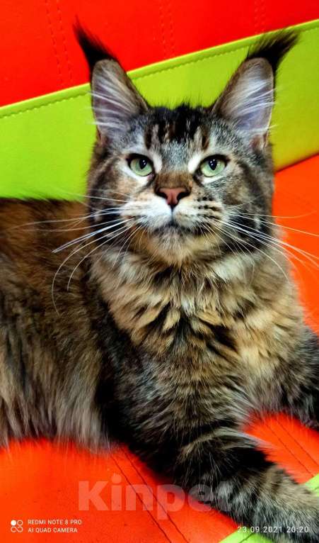 Кошки в Москве: Кошечки мейн кун  Девочка, 55 000 руб. - фото 6