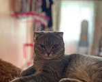 Кошки в Белгороде: Потерялся кот Мальчик, 1 000 руб. - фото 3