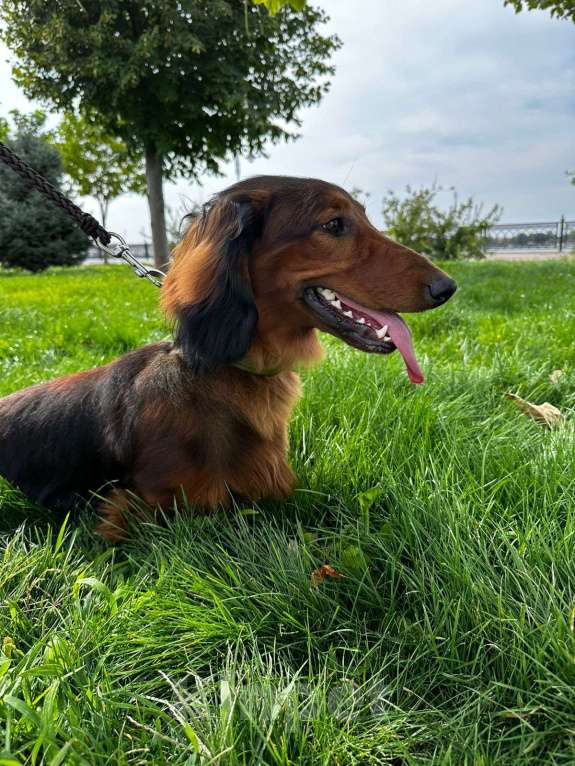 Собаки в Астрахани: Длинношерстная такса Мальчик, 40 000 руб. - фото 2