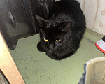 Кошки в Москве: Найдена черная кошка Девочка, 1 руб. - фото 3