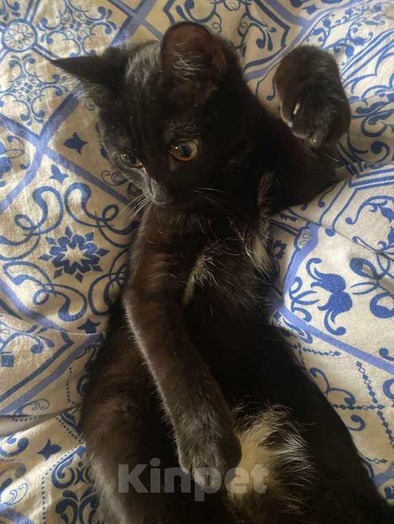 Кошки в Новосибирске: потерялась моя кошка 12 июня Девочка, Бесплатно - фото 3