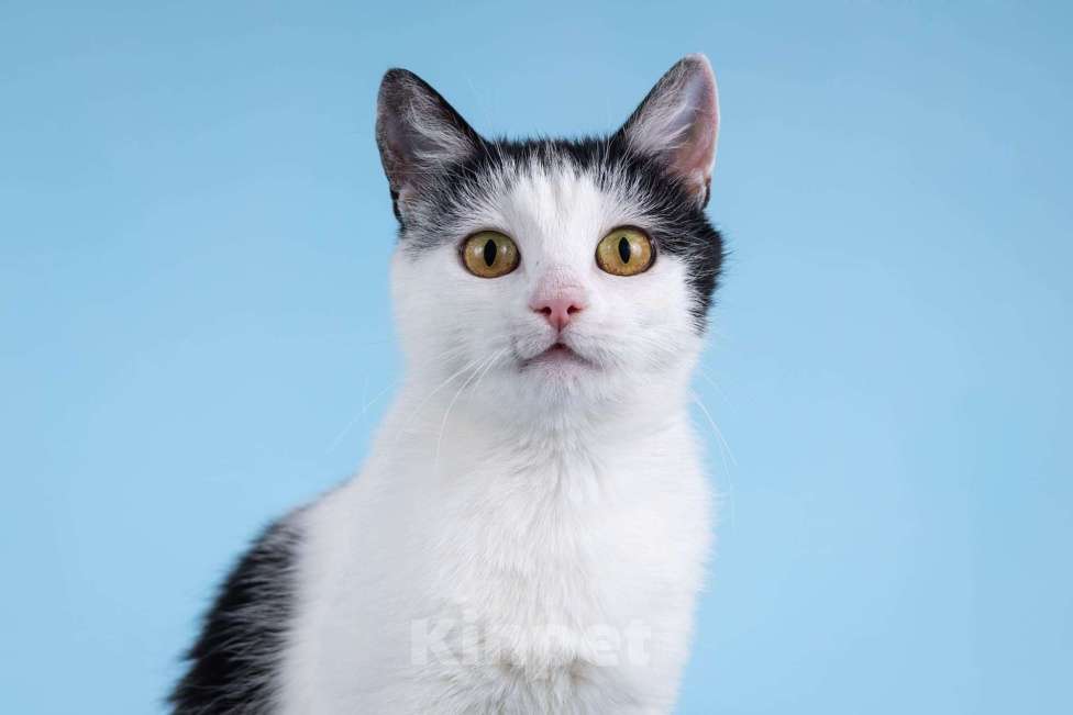 Кошки в Москве: Очаровательная кошечка Лягушонка ищет дом. Девочка, Бесплатно - фото 6