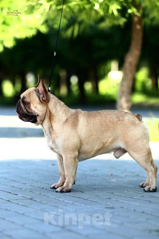 Собаки в Новосибирске: Предлагается к бронированию и дальнейшей продаже щенок французского бульдога: девочка Девочка, Бесплатно - фото 4